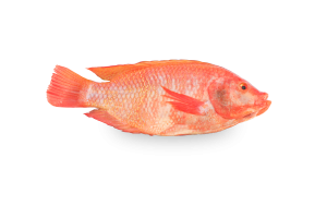 Tilapia roja entera